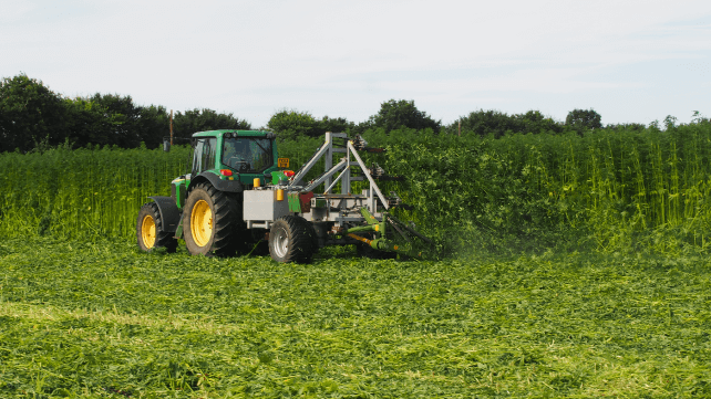 cutting_hemp